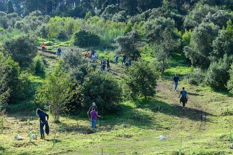 Companies join the "Plant your tree in Lisbon 